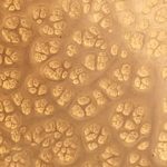 MAYAN GOLD XPS 0304
