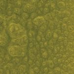 OLIVE YELLOW XPS 6011