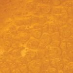 ROYAL GOLD XPS 0303